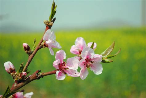 桃花哪裡買|桃花 】 